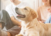Active Lifestyle For Your Dog How To Encourage your pets